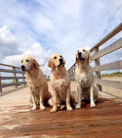 golden retriever pigmentary uveitis golden retriever breeds picture golden retriever pigmentary uveitis golden retriever breeds picture